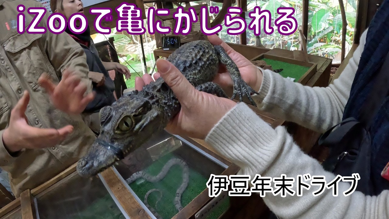 伊豆半島ドライブ 体験型動物園 iZoo