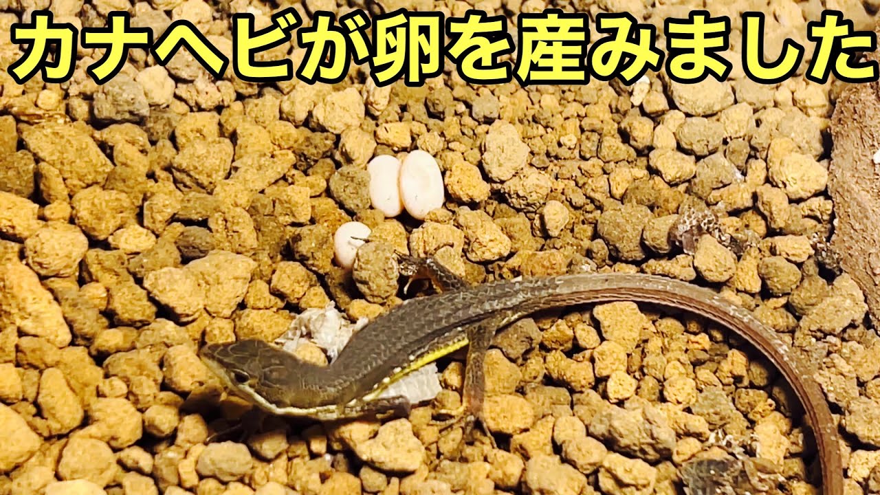 カナヘビが卵を産みました【爬虫類】卵管理