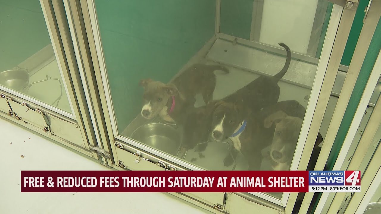 Free & reduced fees through Saturday at Animal Shelter