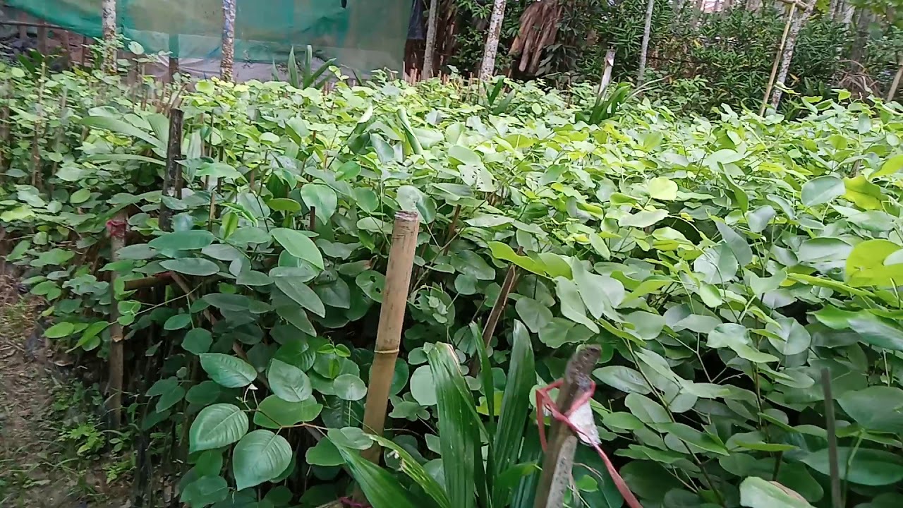 Lal Chandan plant nursery