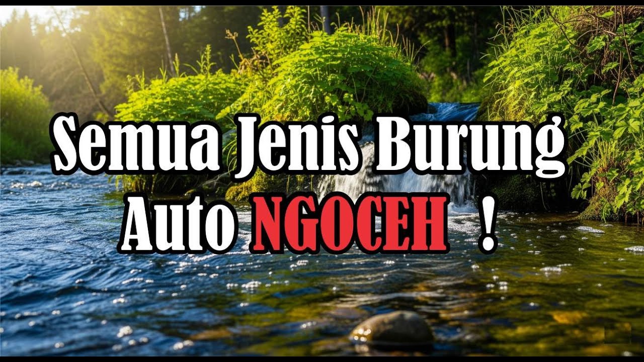 🔴 Suara air sungai untuk terapi burung stress - Relaksasi Burung - Terapi burung macet- AMPUH ❗