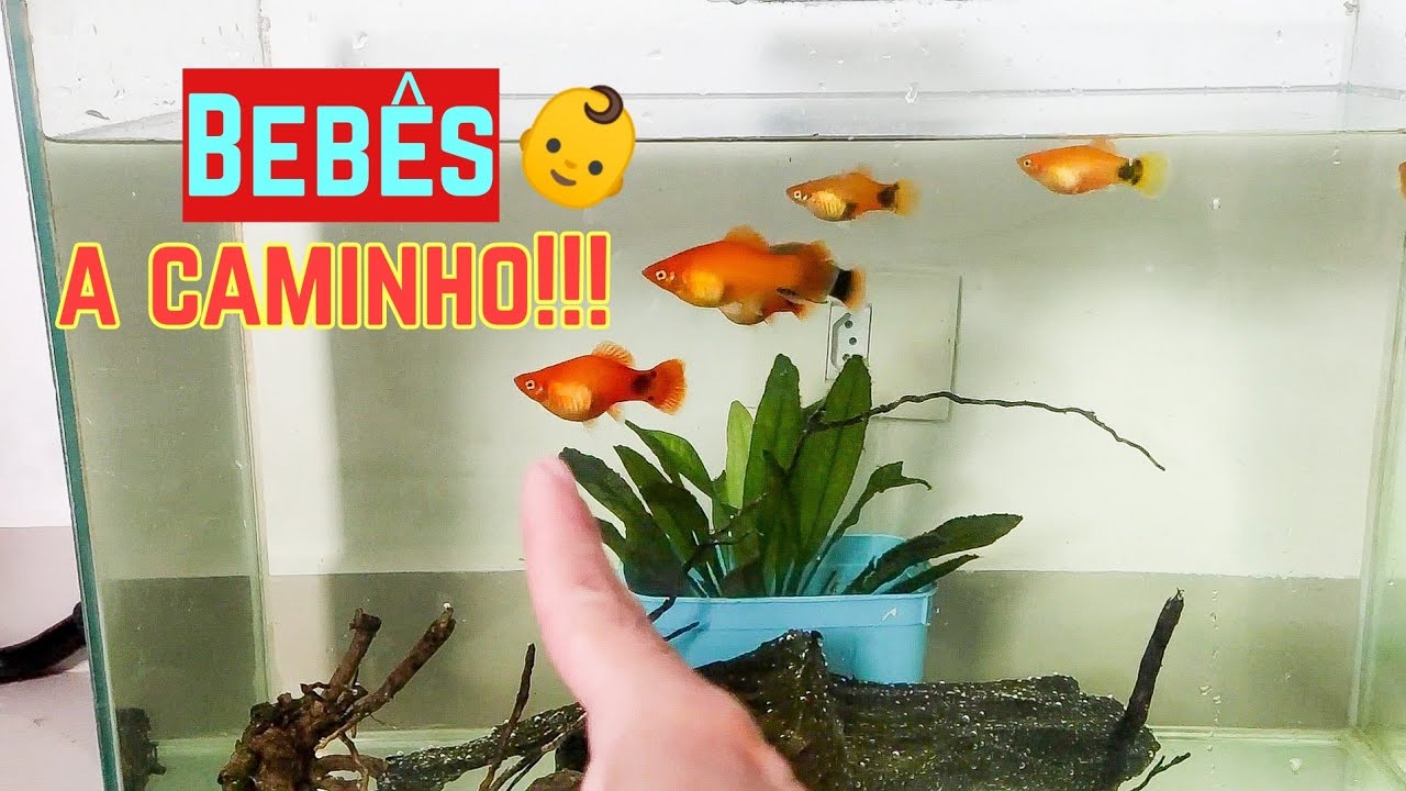 Separei matrizes de Platy que darão cria