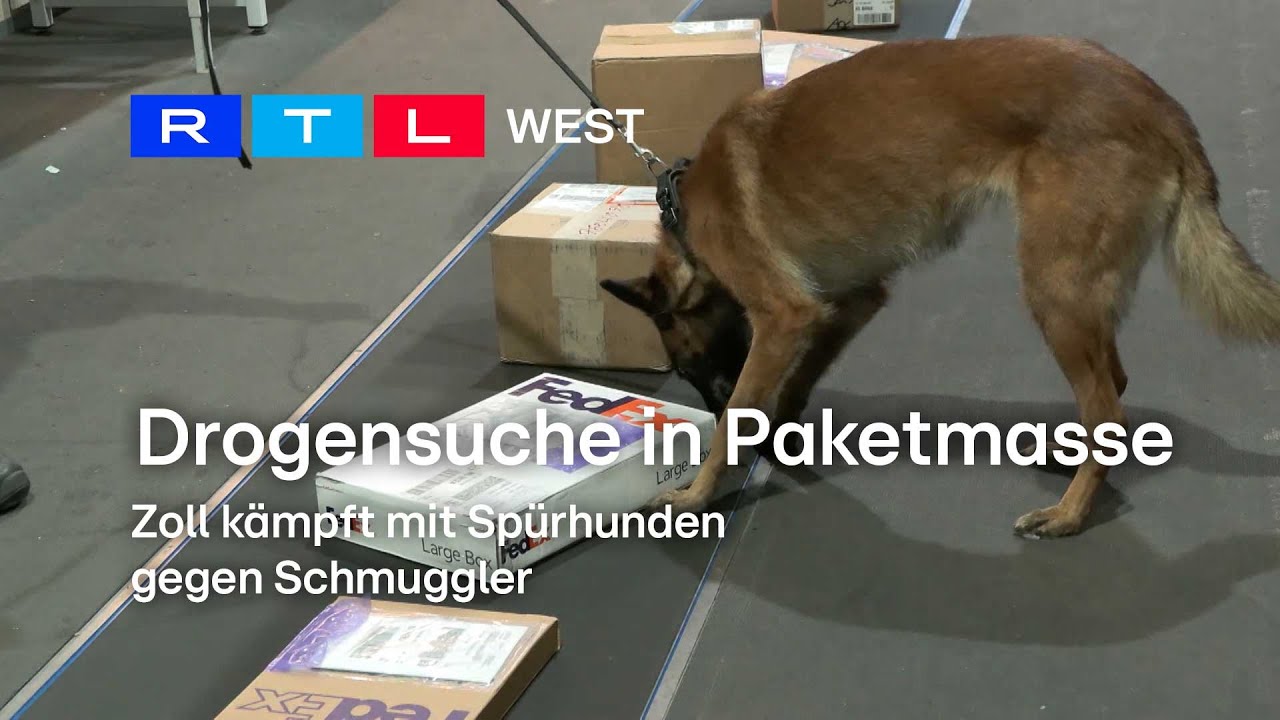 Drogensuche in Paketmasse: Zoll kämpft mir Spürhunden gegen Schmuggler | RTL WEST, 27.11.2023