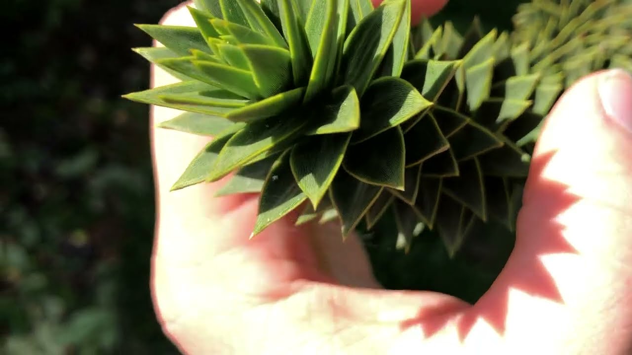 Chilenische Araukarie (Araucaria Araucana) in Deutschland pflanzen