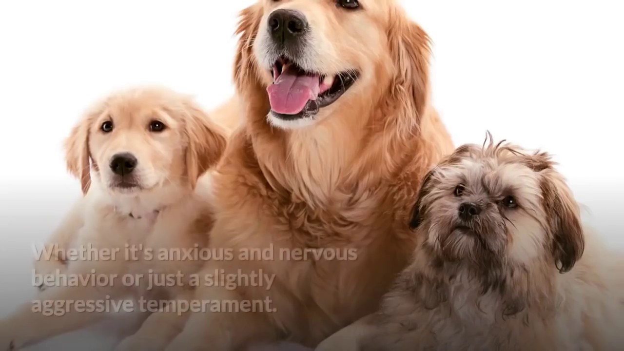Dog Calming Treats Review - How To Relax My Dog