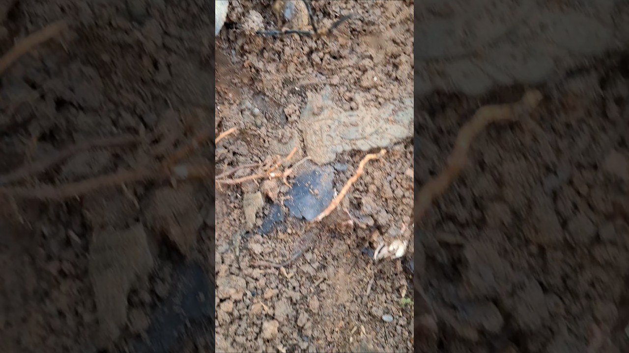 ww1 german position excavation from rigasfrontline easternfront and soldier pickelhaube helmet find