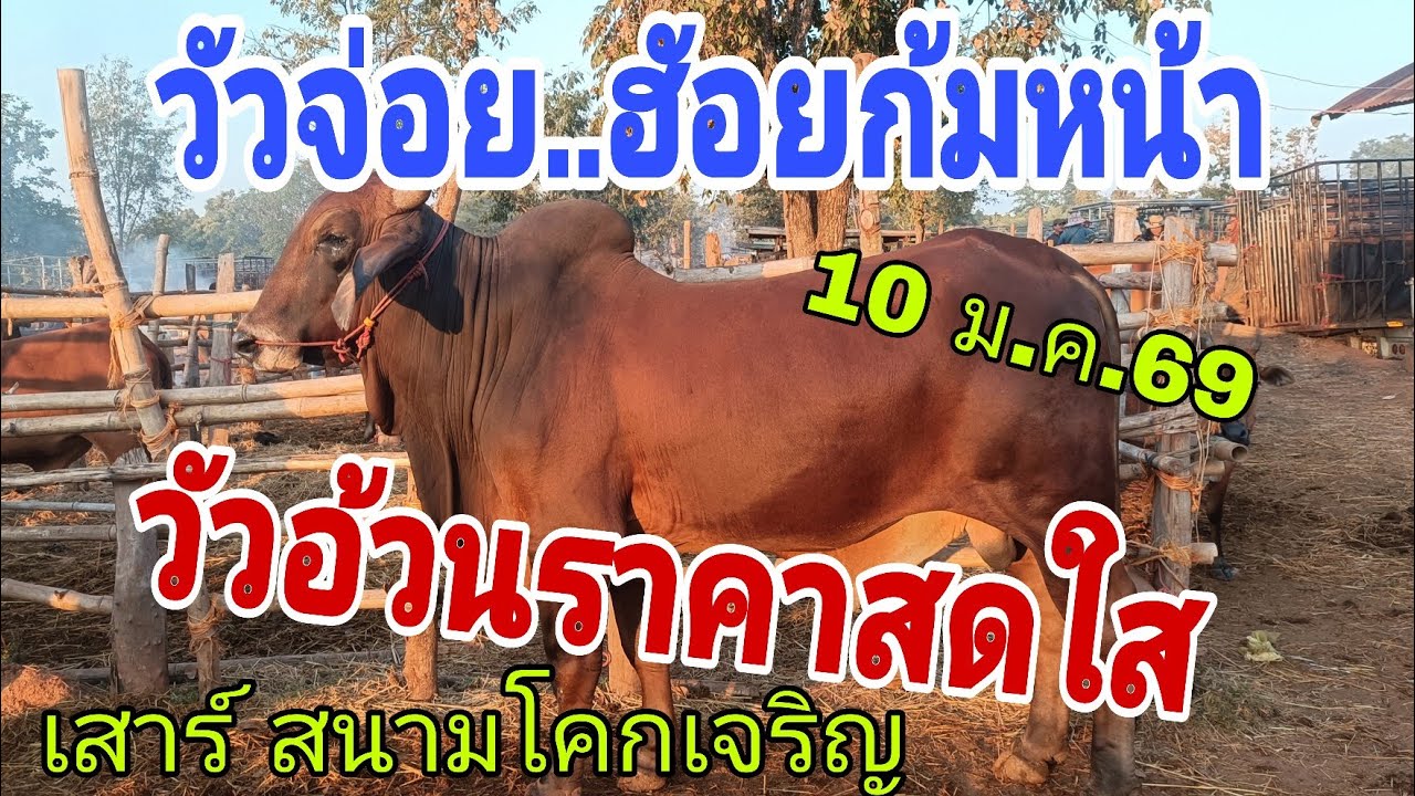 วัวผู้วัวอ้วนราคาแรง ขึ้นไม่หยุด ราคาวัว เสาร์ 10 ม.ค.69 สนาม บ.โคกเจริญ 