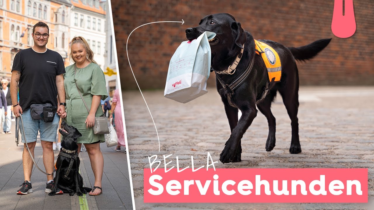 Mød den psykiatriske servicehund Bella | Vuffeli