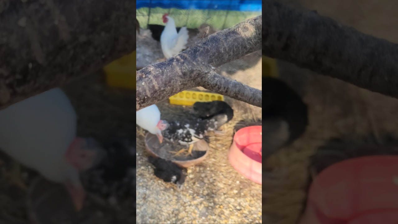 Cornholieo Meets Chick's