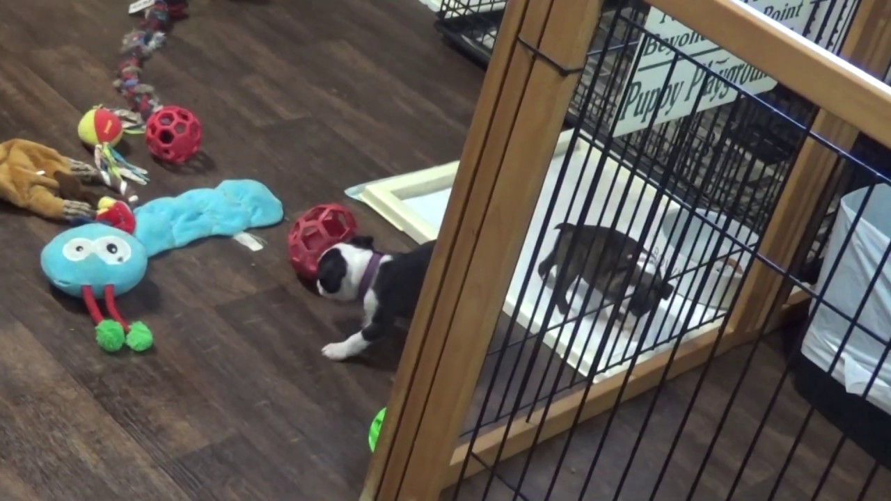 Taylor N Gunner babies 6 wks 02