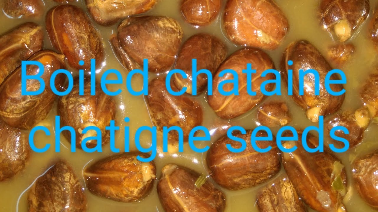 boiled chataine/chatigne seeds @annacherrycaribbeankitchen5052