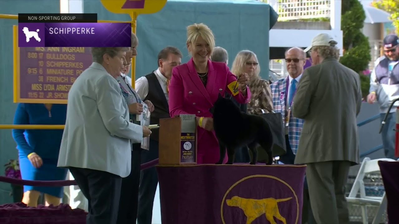 Schipperkes | Breed Judging 2023