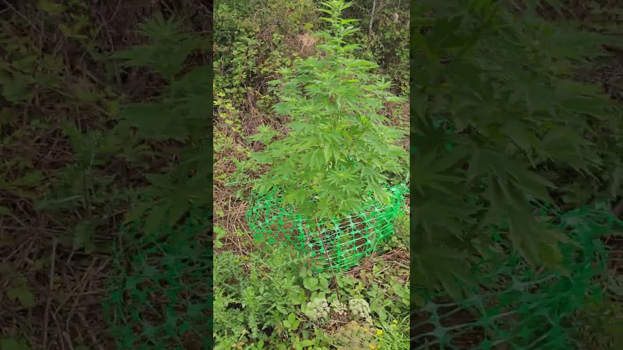 Outdoor grow update! buds are stacking now! 2023 season!