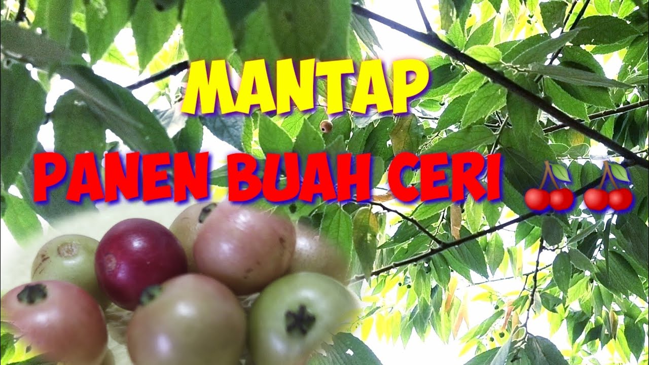 #BUAHCERI | PANEN BUAH CERI 🍒 SEGAR