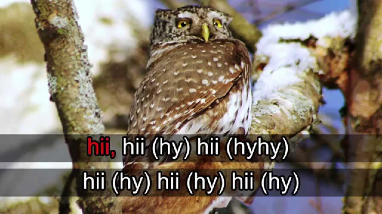 Lintukaraoke: Varpusp&ouml;ll&ouml;
