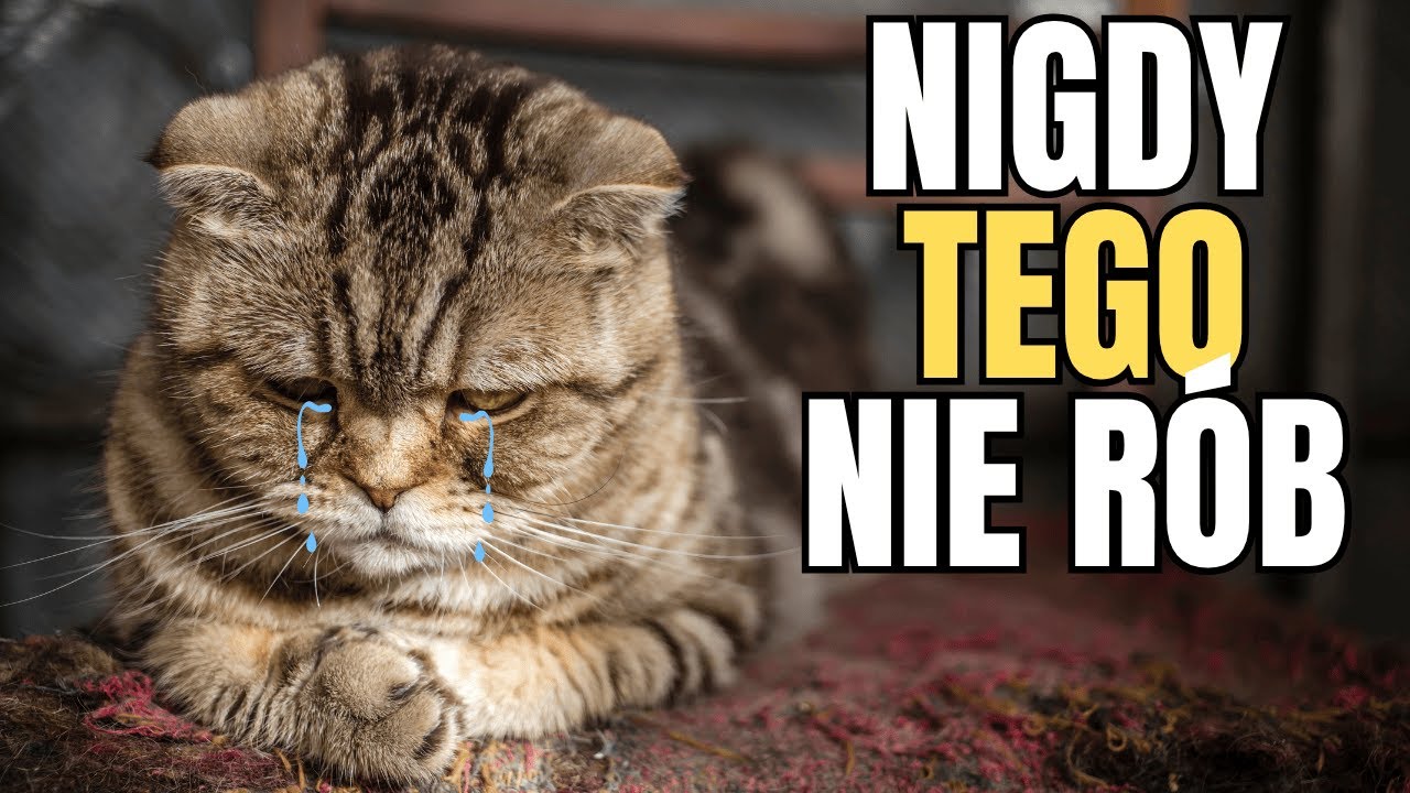 7 rzeczy, których kot NIGDY nie wybaczy (numer 4 cię zaskoczy)