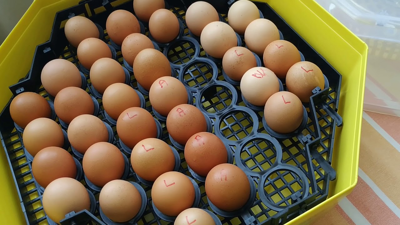 Incubator  Cleo 5 - Tutorial - cu dispozitiv întoarcere  și indicator temperatură...
