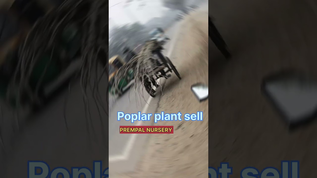 हाइब्रिड पॉपुलर पौध उपलब्ध है हमारी नर्सरी पर.ll popular plants ll