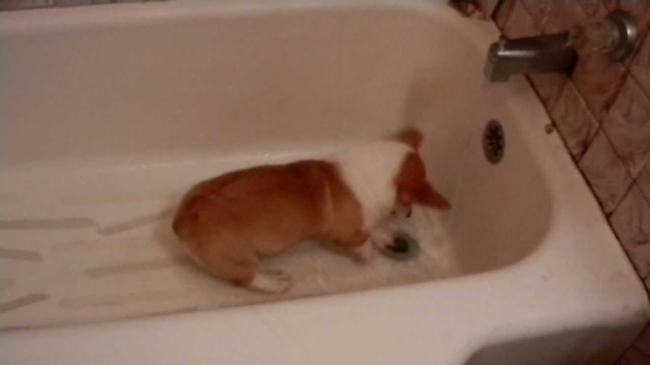 Adorable corgi bath time!