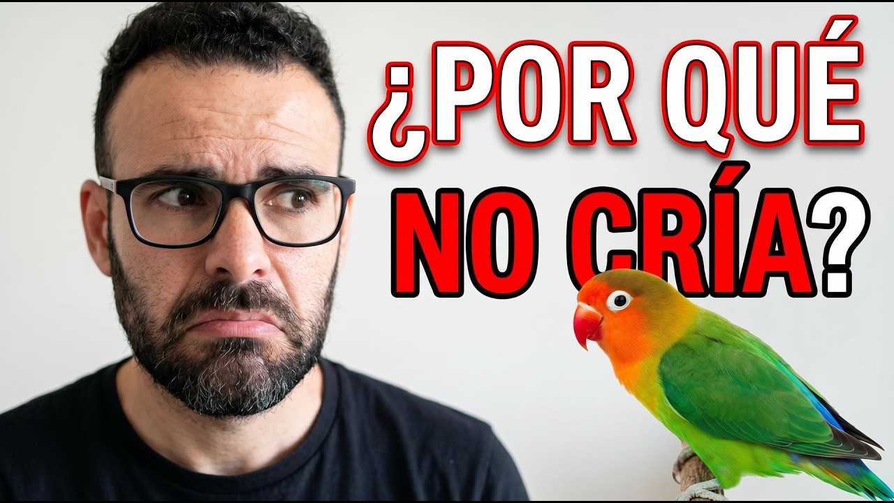 ¿Por qué no cría mi agapornis? (Fauna Indoor)