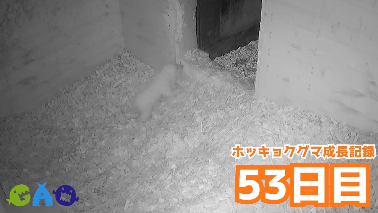 【53日目】ホッキョクグマ成長記録25