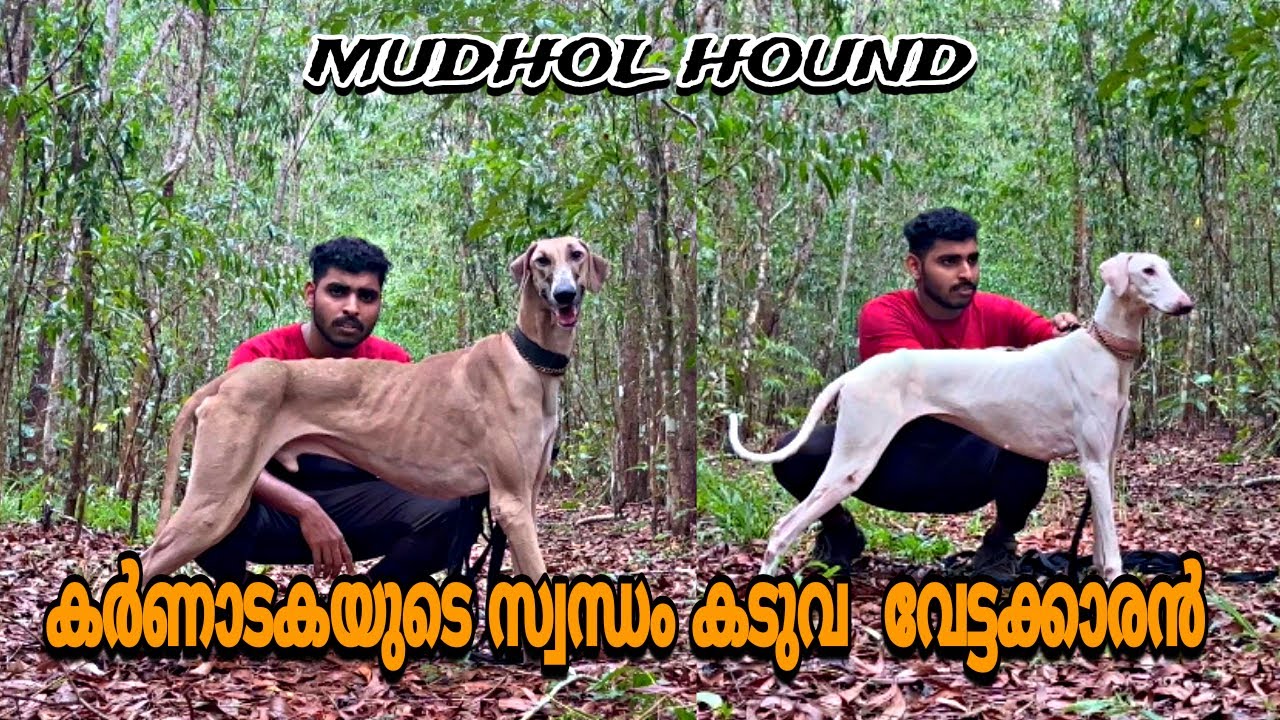കേരളത്തിലെ ഒരേ ഒരു മസിൽമാൻ മുദോൽ ഹൗണ്ട് |Mudhol hound dog| Indian dog breeds| #mudholhound #mudhol