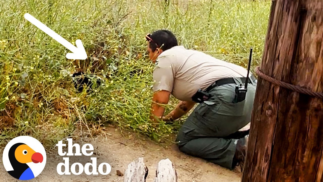 Cat Dumped From Car In State Park Gets Rescued By Hiker | The Dodo
