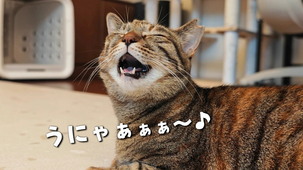 寝起きに大声でおしゃべりするりんちゃんが面白くて可愛い　