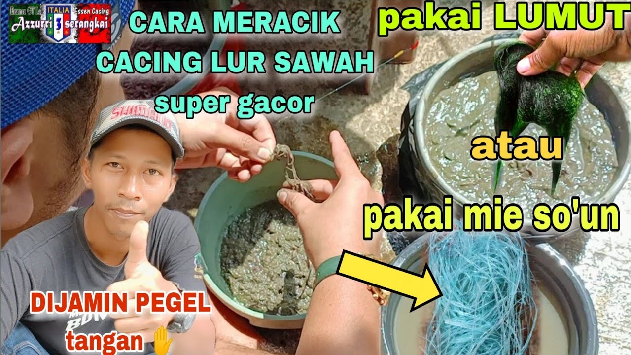 CARA MERACIK CACING LUR SAWAH || DENGAN MEDIA LUMUT ATAU MIE SO'UN || UMPAN JADI LEBIH DAHSYAT !!!