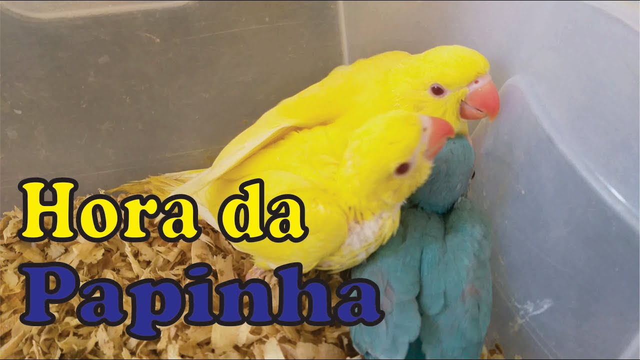 Papinha para Ring Neck - Passo a Passo