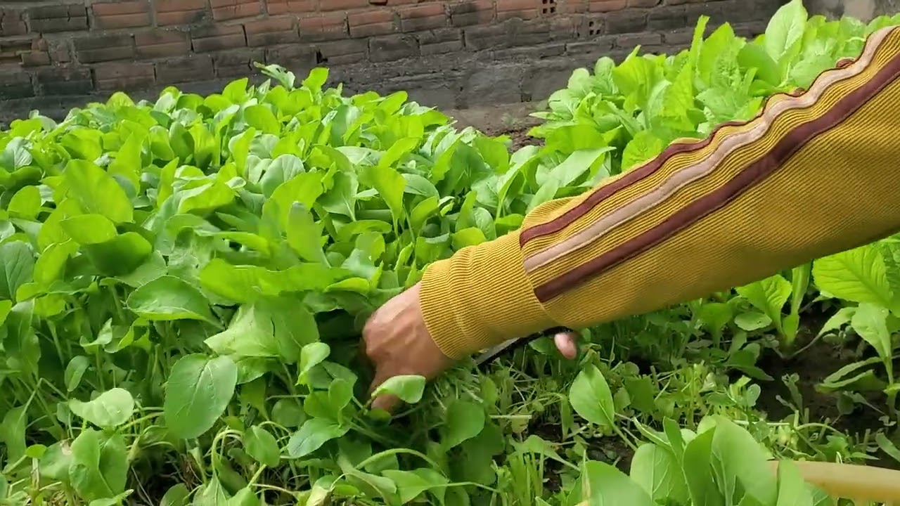 Về quê trồng rau, thực phẩm sạch 