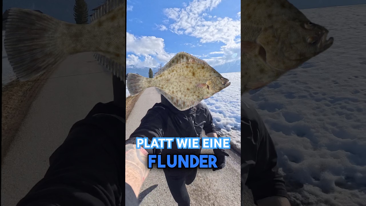 PLATT WIE EINE FLUNDER.