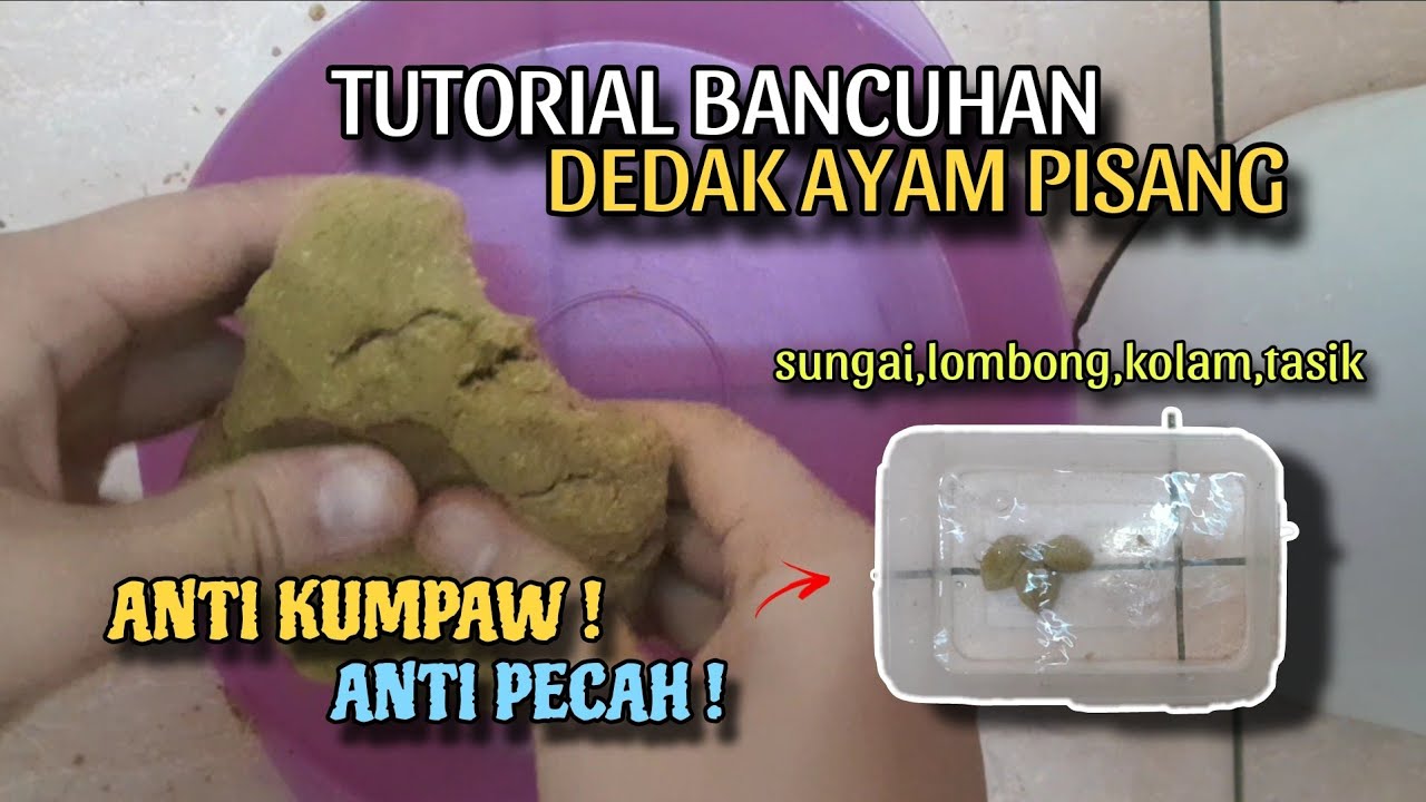 CARA BANCUHAN DEDAK AYAM PISANG | Untuk TASIK,KOLAM,LOMBONG DAN SUNGAI❗️