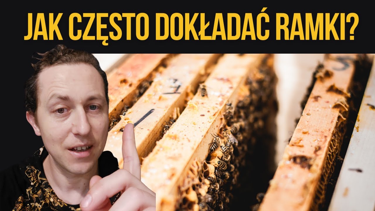 O ile poszerzyć gniazdo? Ile ramek dołożyć i kiedy?