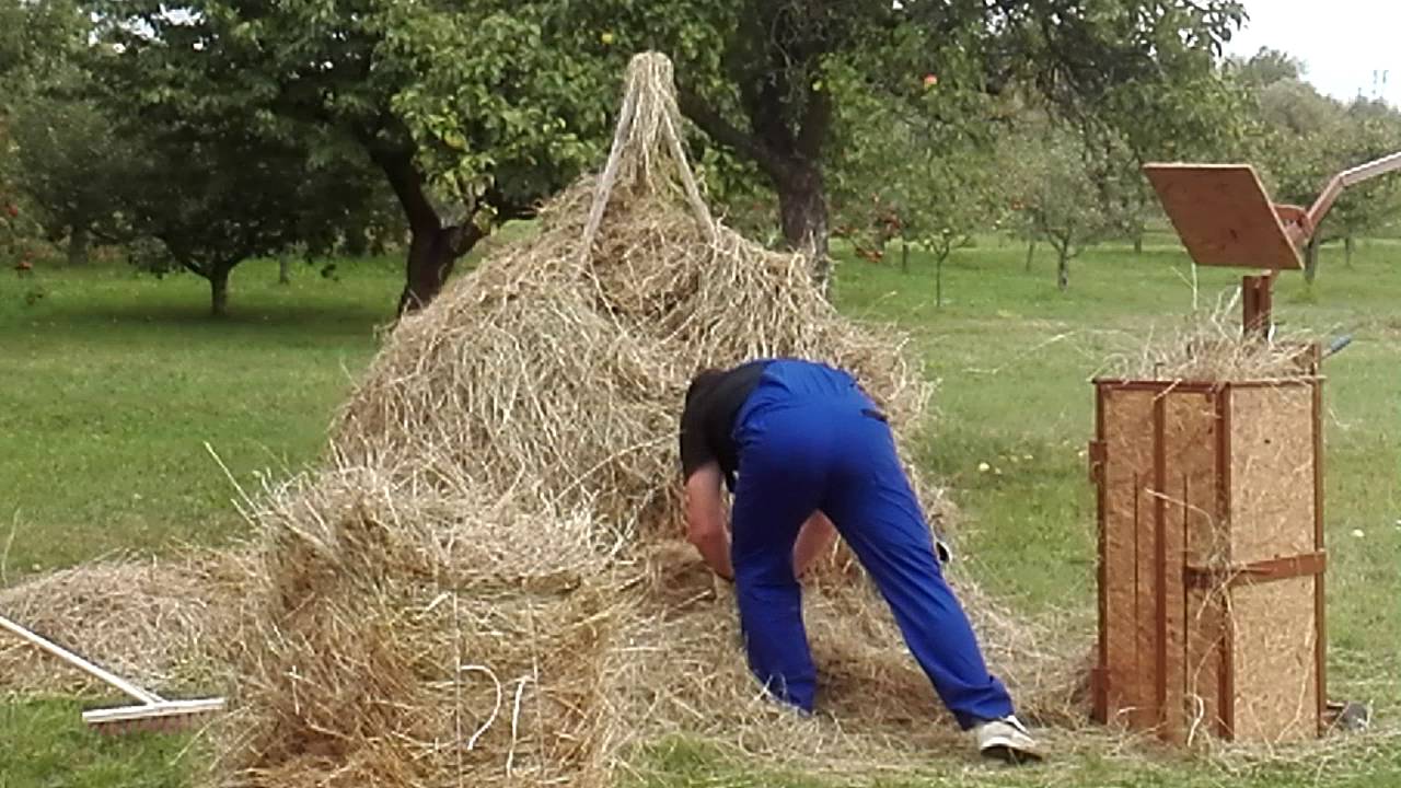 Lis na seno.