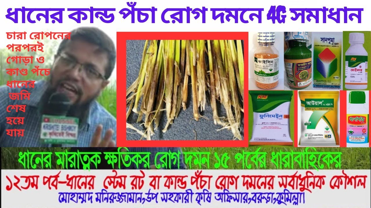 ধানের কান্ড পঁচা রোগ 4g ছত্রাকনাশকে দমন|4G Fungicide to Control Stem Rot Disease Of Rice |Paddy