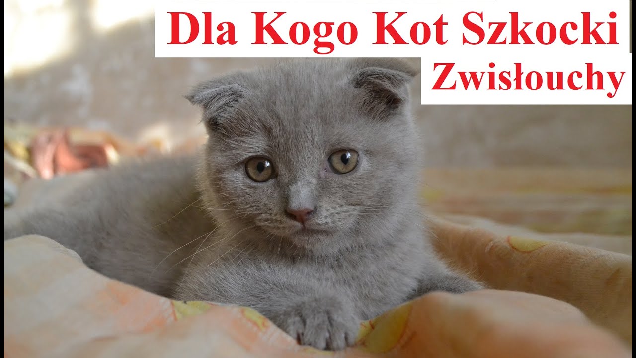 Dla Kogo Kot Szkocki Zwisłouchy