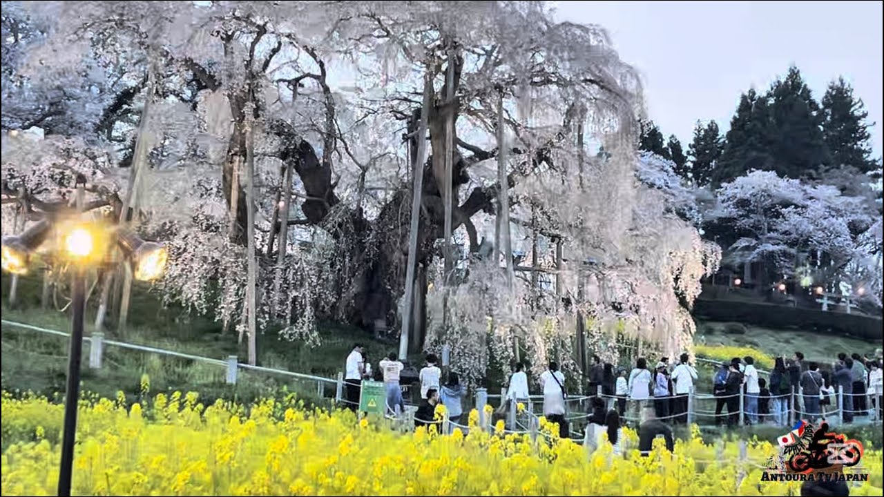 三春滝桜 Miharu Takizakura｜三春町｜音旅
