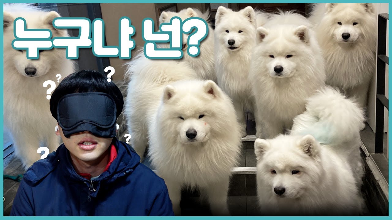 12마리 사모예드 눈가리고 맞추기🐶
