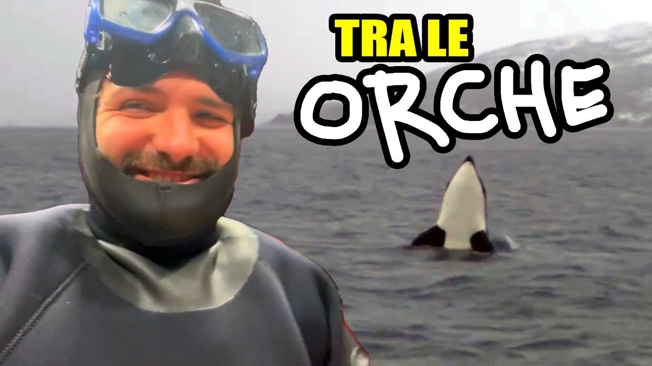 Ho nuotato con le orche nel circolo polare