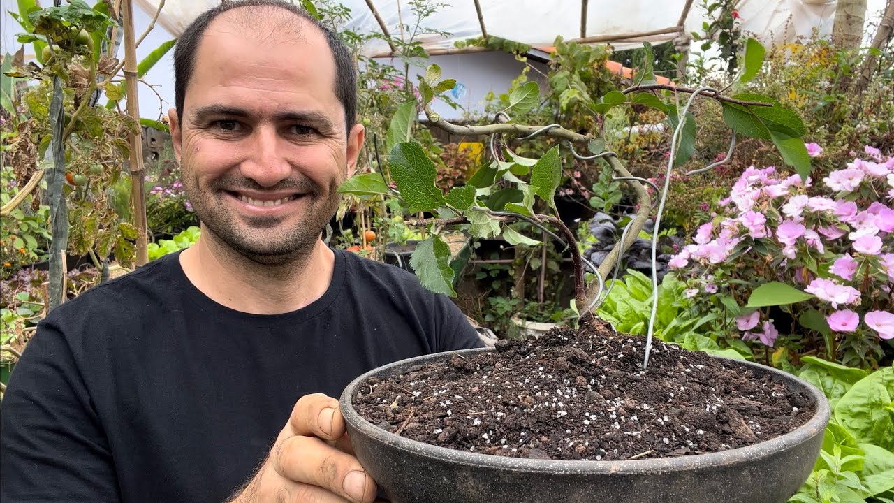 BONSAI DE MACIEIRA / PRÓXIMO PASSO