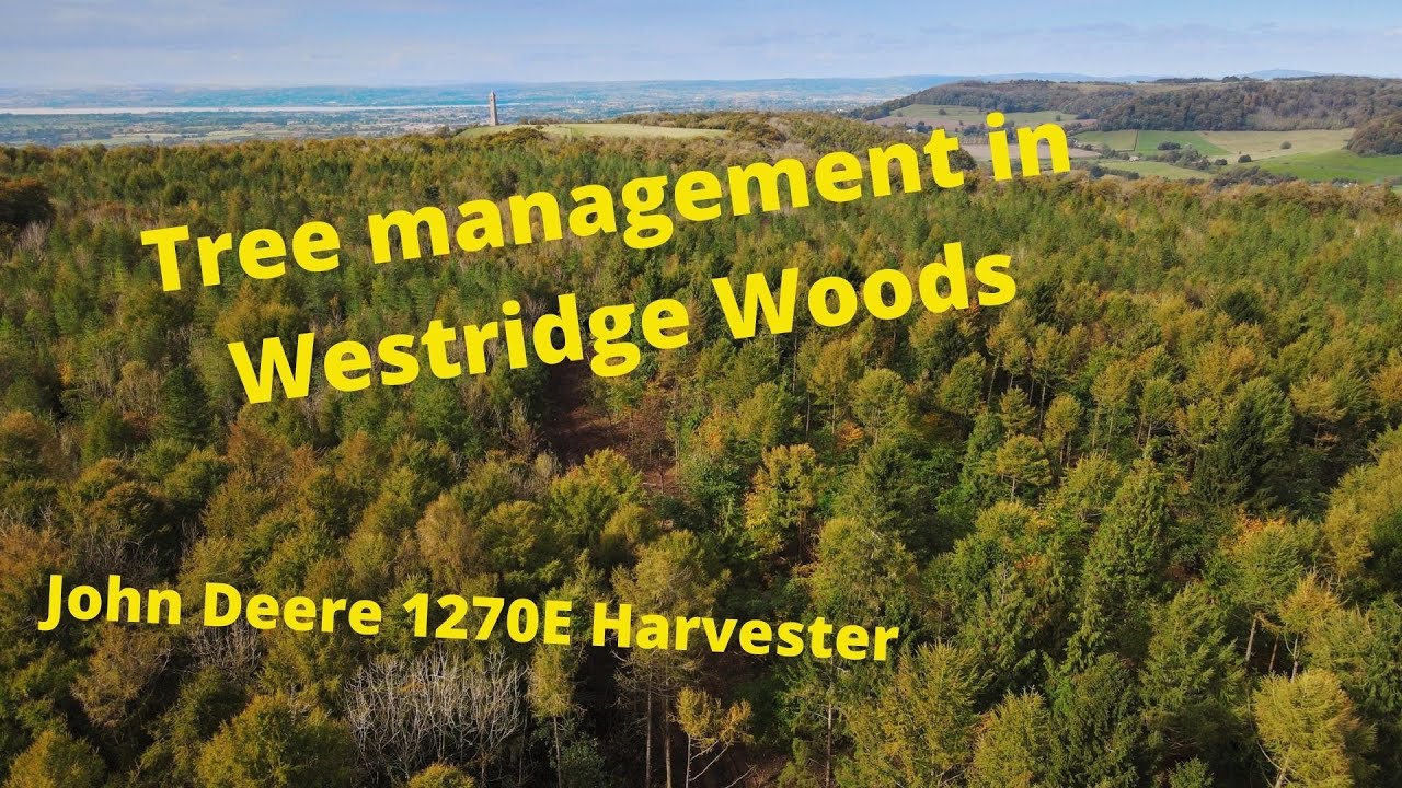 Tree Management in Westridge Woods, Wotton-under-Edge, Gloucestershire, England.