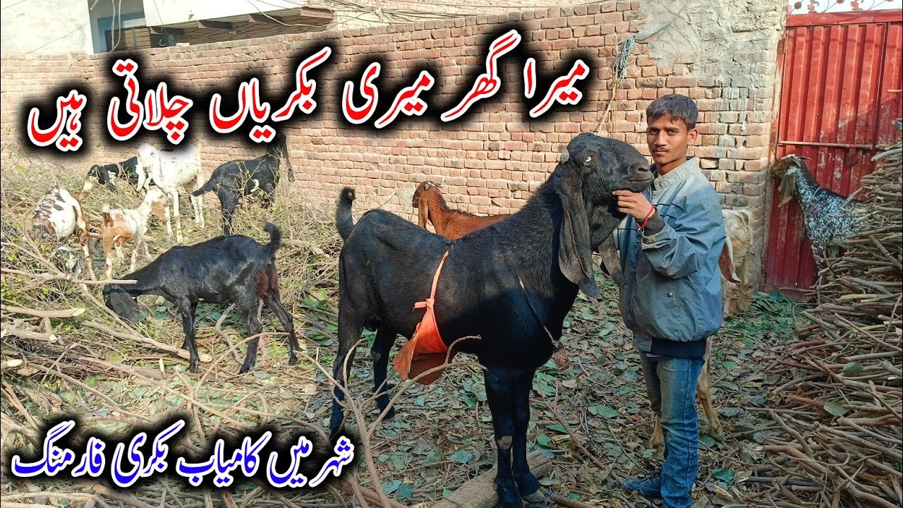 منان بھائی کا شہر میں بکریوں کا کامیاب فارم