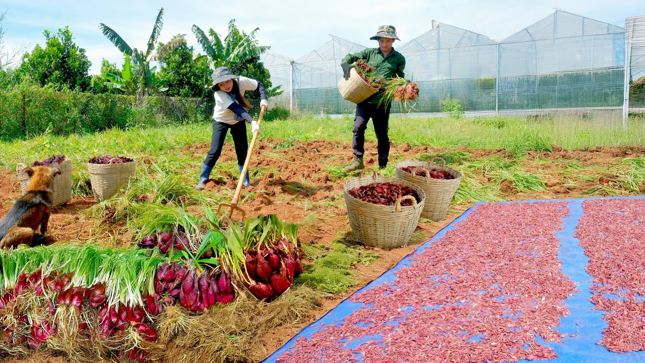 Harvest Red Garlic With My Brother Trieu Nhat Long To Sell At The Market, Cook A Delicious Meal.