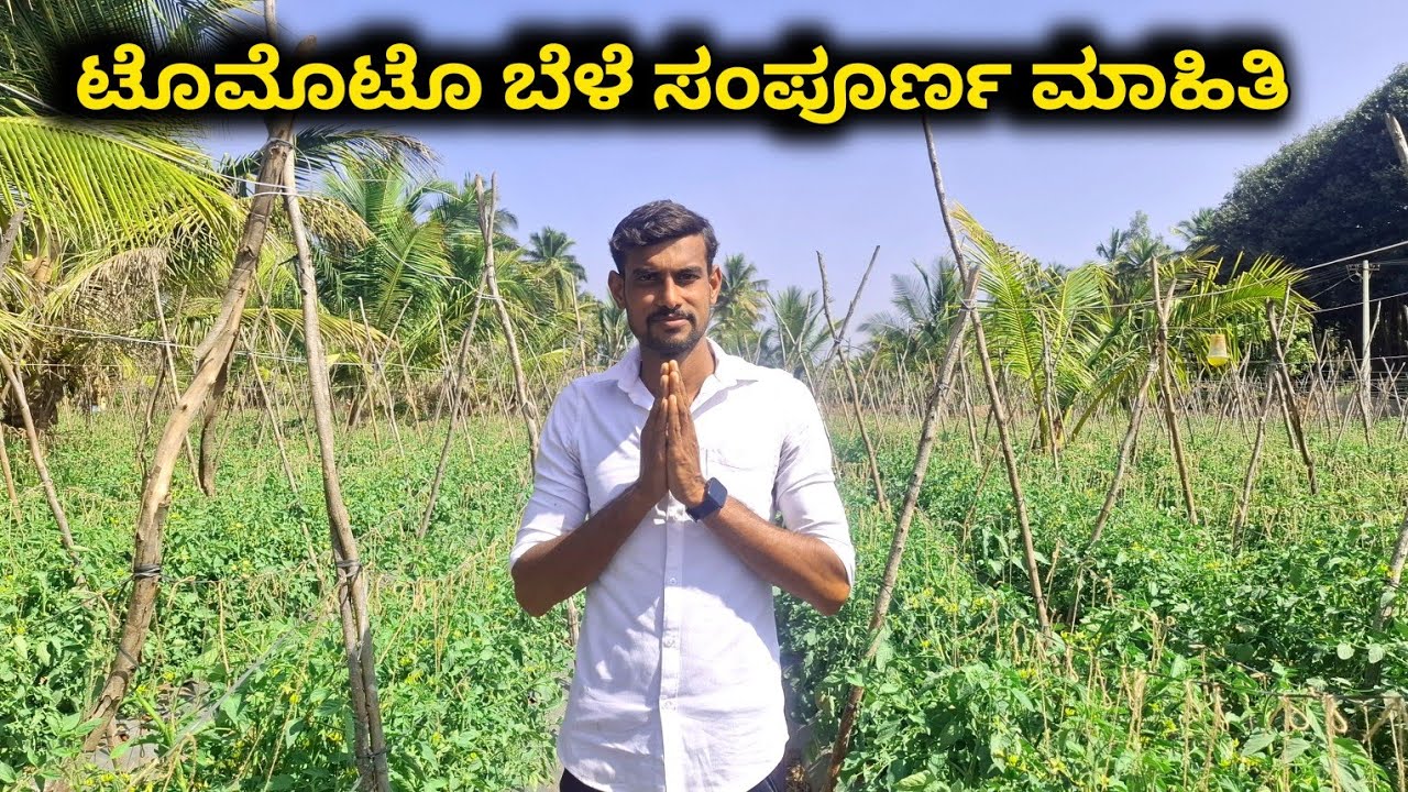 ಟೊಮೊಟೊ ಬೆಳೆ ಸಂಪೂರ್ಣ ಮಾಹಿತಿ || Information about Tomato || Farmer Punneth || 