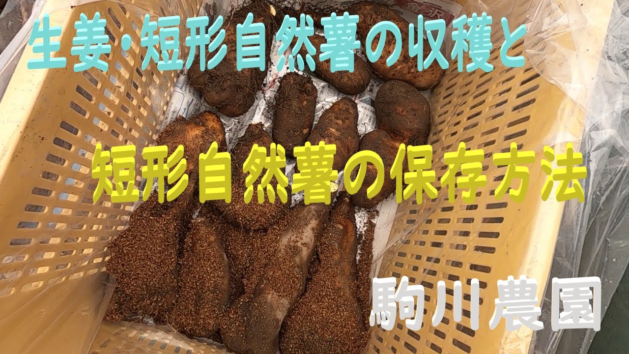 生姜と短形自然薯の収穫と短形自然薯の保存