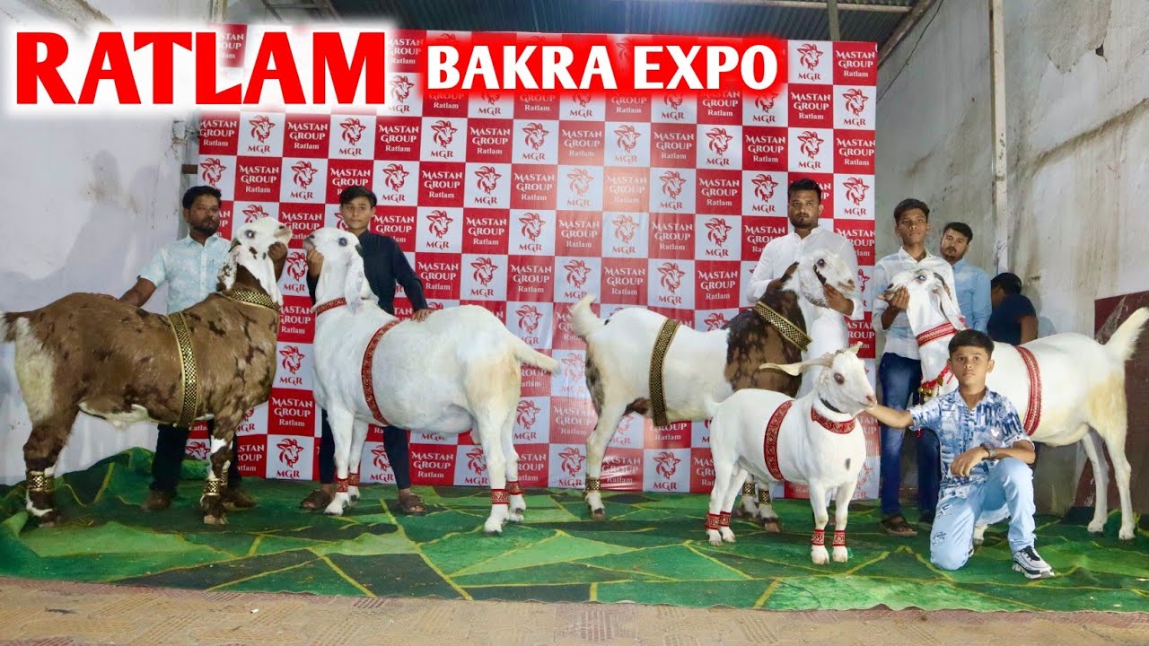 Ratlam Bakra Expo Shandar Bakre Heavyweight by Fahad Bhai