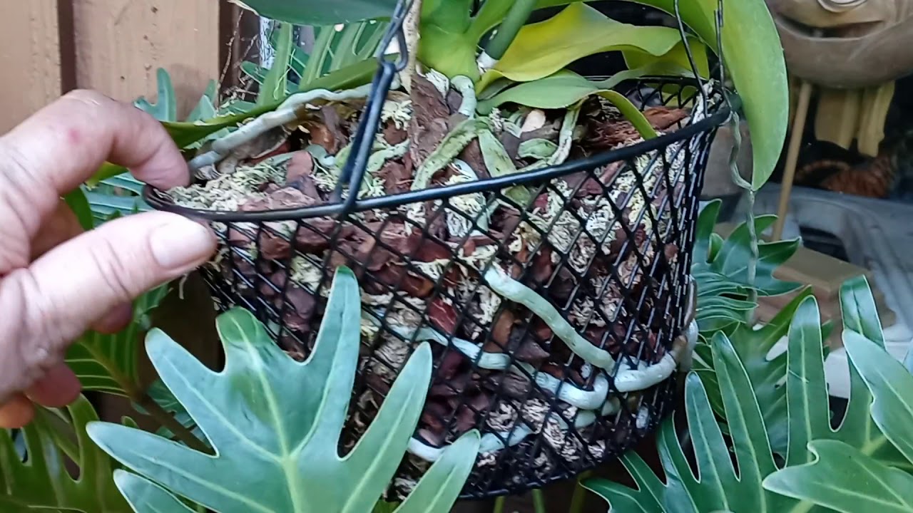 Using Dollar Tree wire baskets for Orchids.