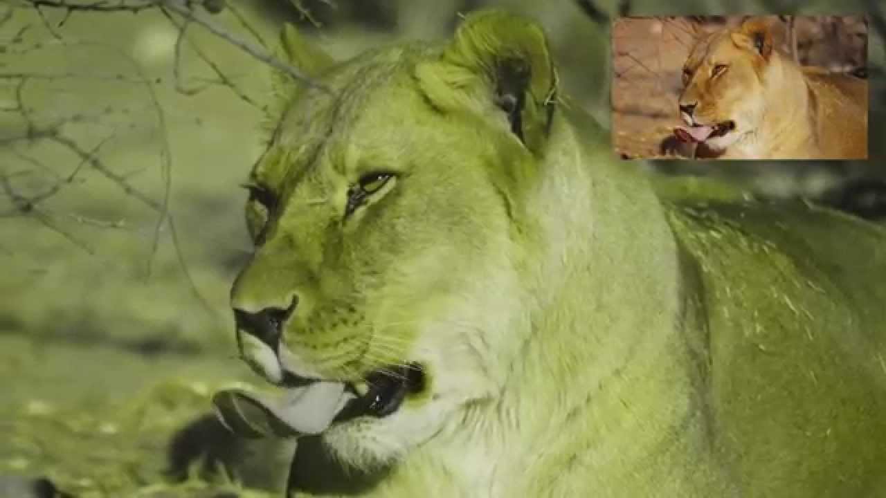 Deuteranopia 4K - Color Blindness Simulation