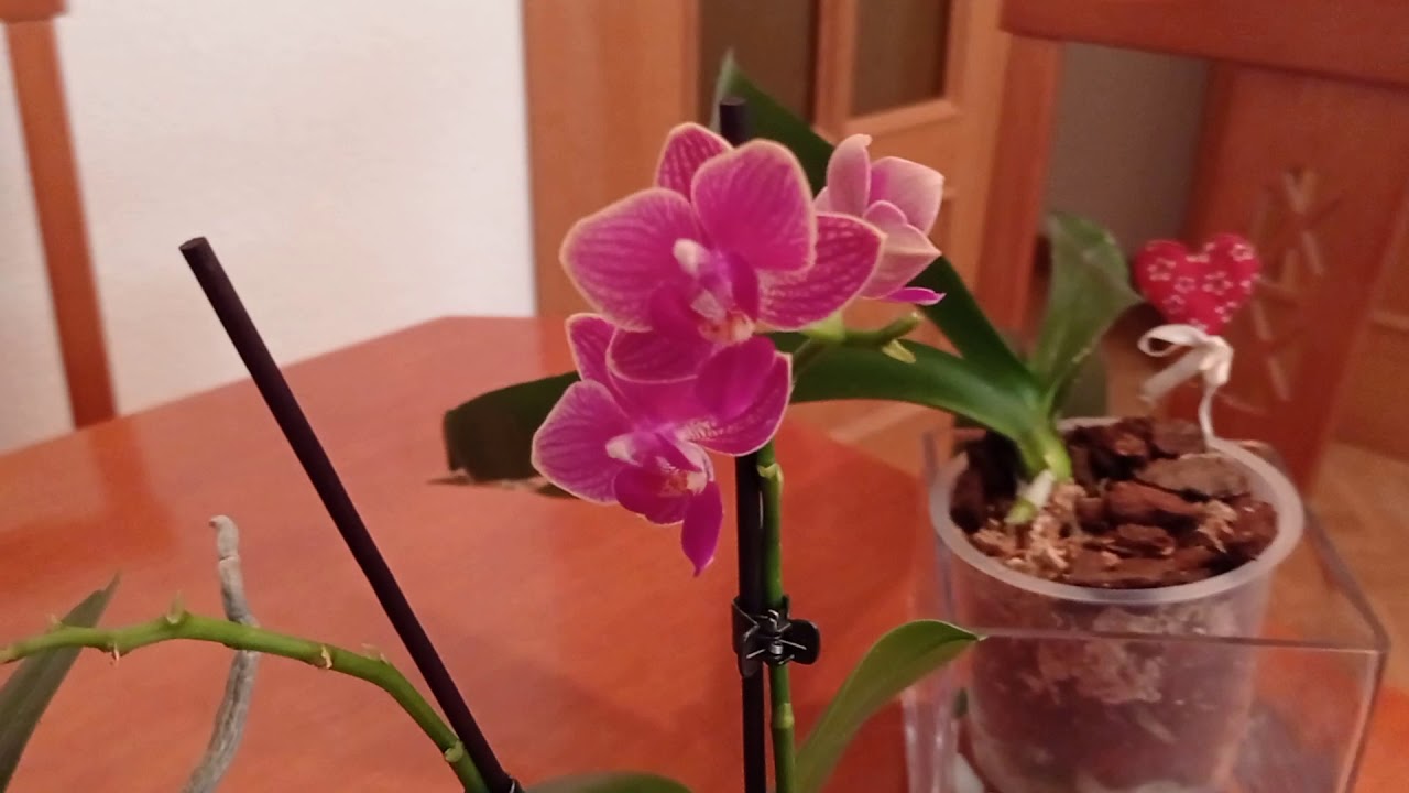 PRIMEROS CUIDADOS AL TRAER MI PRIMERA ORQUÍDEA A CASA!🏵️